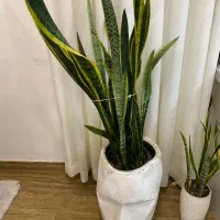 گل سانسوریا با گلدان