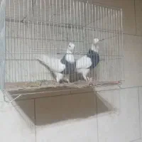 کفتر|پرنده|داران, |دیوار