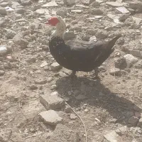 تعدادی اوردک اسراعیلی.وبوقلمون ماده بفروش میرسد