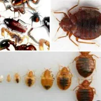 خدمات سمپاشی با ضمانت کتبی سم پاشی ساس و سوسک و