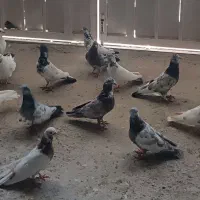 کفتر فروشی ۱۴ عدد