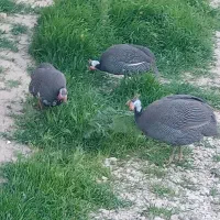 مرغ شاخدار