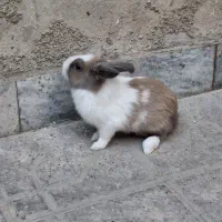 خرگوش