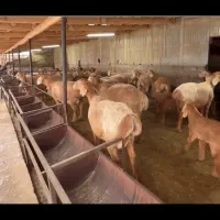 چوپان برای نگهداری گوسفند