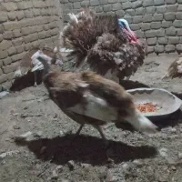 بوقلمون