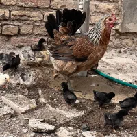 تخم نطفه دار گلین لری