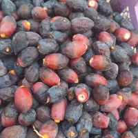 رطب خنیزی و شهابی و خرمای زاهدی