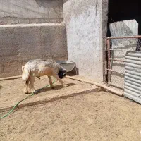 قوچ|حیوانات مزرعه|شیراز, داریون|دیوار