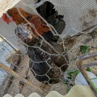 مرغ وخروس محلی