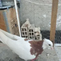 طوقی رنگه
