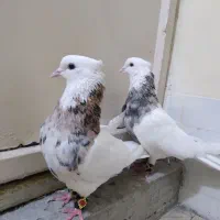 کبوتر نرو ماده طوقی هفت رنگ