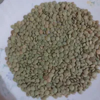 عدس ارگانیک