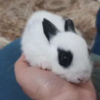 خرگوش