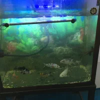 آکواریوم با چارپایه