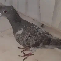 کفتر عربستان مسافتی