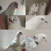 کفترکبوترساعت بالاسنگین دولابی شمرونی گروتیر