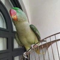 شاه طوطی