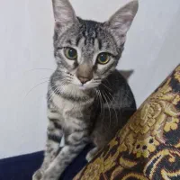 رایگان گربه ماده