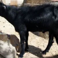فروش کهر
