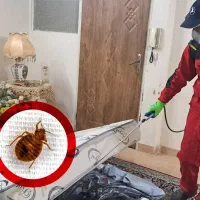 ساس دارید، قبل از فاجعه همین امروز سمپاشی کنید