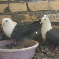 کلاغ نرو ماده