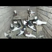 کفتر طوقی