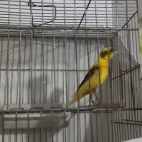 قناری ماده آماده جفت