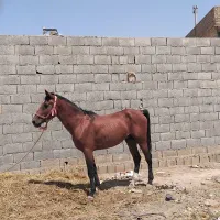 اسب