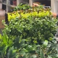 انواع و اقسام گیاه های آکواریومی