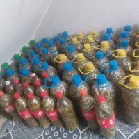 فروش خیارشور محلی
