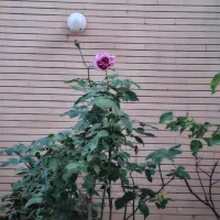 اجاره خانه