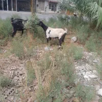 یه راس بز چاتمه شکم اول