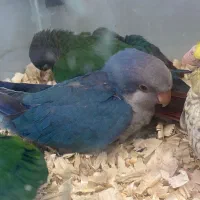 راهب ابی جوجه شاه تخم تازه نرمه خور شده آماده