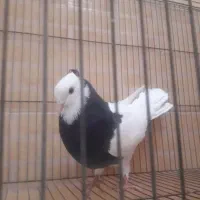 کبوتر طوق سیاه ماده