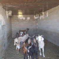 بز آبستن و زاییده معامله