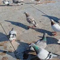 کبوتر