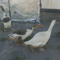 سه تا غاز