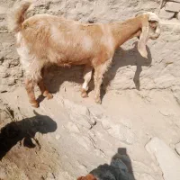 یک بز جوان با یک شنک ماده شیری