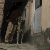 واگذاری گانگال 7ماهه نر