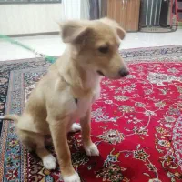 1عددسگ نژاددار
