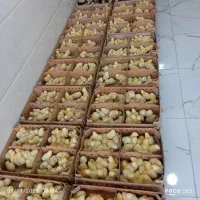 فروش جوجه راس یک روز