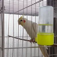 عروس هلندی نر دستی