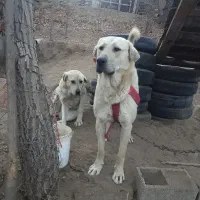 سگ پژدر