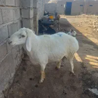 یک قوچ سمل چپه دنب ویک چبش بور دورگه مخصوص داشتی