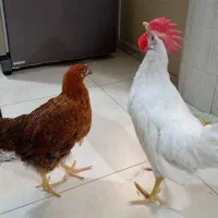 یک جفت مرغ و خروس چهار ماهه