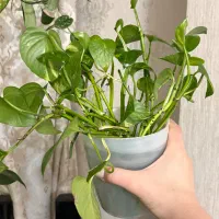 فروش قلمه گیاه