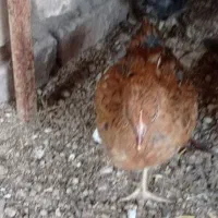 جوجه|حیوانات مزرعه|دورود, |دیوار
