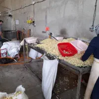 چندنفر نیروی خانم