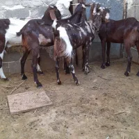 فروش. ۴راس گیسه بز دورگ پاکستانی