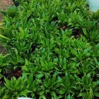 گل طبیعی و آپارتمانی کامپکت آناناسی عمده و تک